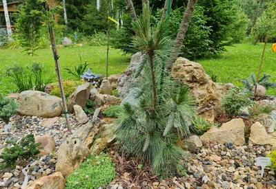 Сосна Шверина Витхорст 50/60 Pinus schwerinii Wiethorst 15л (Н) — цена в  LETTO