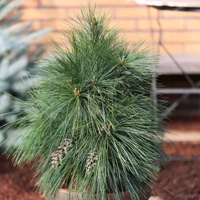 Сосна Шверина Вітхорст/Pinus schwerinii 'Wiethorst' - купить на Агробиз,  цена3800 грн. - 5705876