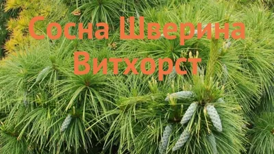 Тайга. - Сосна шверина Витхорст. есть в с7, с5, с3. | Facebook