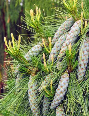 Сосна шверина / Pinus schwerinii - Розсадник декоративних рослин «Зелена  Бухта»
