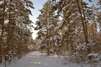 Сосновый лес зимой. Много стволов сосен. Stock Photo | Adobe Stock