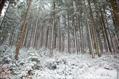 Сосновый бор в снегу, фото зимы открытка