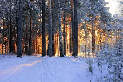 Фотография Сосновый бор зимой | Фотобанк ГеоФото/GeoPhoto | GetImages Group