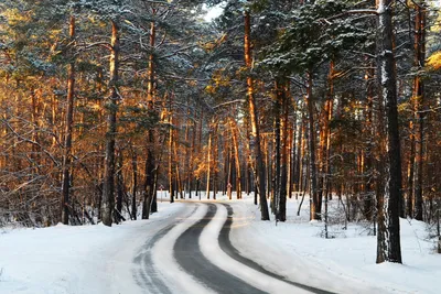 Снежный Сосновый лес (48 фото) - 48 фото