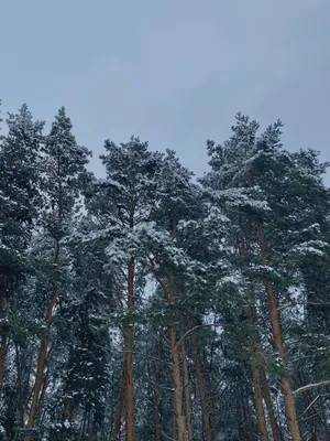 Сосновый бор, зимний лес вокруг, …» — создано в Шедевруме