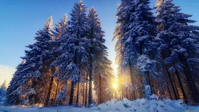 Сосновый бор Зимой | Зимние картинки, Лес, Картинки