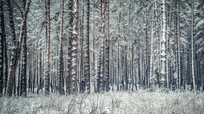 Картина \"Сосновый бор зимой\"