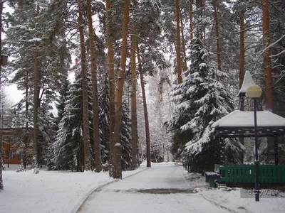 Сосновый Бор зимой - красивые фото