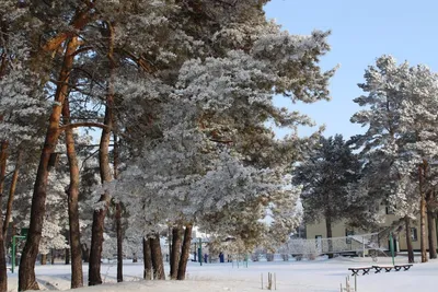 Фотография Сосновый бор зимой | Фотобанк ГеоФото/GeoPhoto | GetImages Group