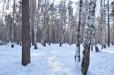 Зима в сосновом лесу — DRIVE2