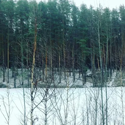 санаторий ,,Сосновый бор\",Зеленодольский р-он пос.Васильево — отзыв туриста  от 11.12.13