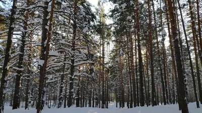 Зимний лес | Летний пейзаж, Пейзажи, Живописные пейзажи