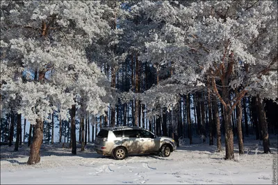 Зимой в сосновом бору :: Милешкин Владимир Алексеевич – Социальная сеть  ФотоКто