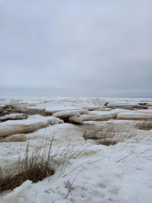 сосновый лес, зима стоковое фото. изображение насчитывающей сосенка -  131098346