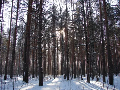 Зимний лес: особенности снаряжения и поведения