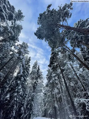 Сосновый Лес Зимой — стоковые фотографии и другие картинки Без людей - Без  людей, Вертикальный, День - iStock