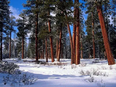 Зима в сосновом лесу — DRIVE2