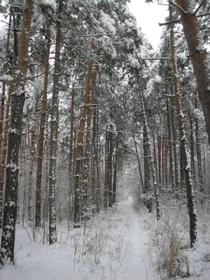 Сосновый лес зимой (75 фото) - 75 фото