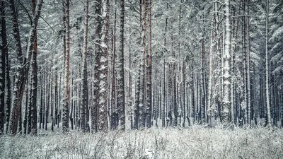 Сосновый Лес Зимой — стоковые фотографии и другие картинки Без людей - Без  людей, Вертикальный, День - iStock