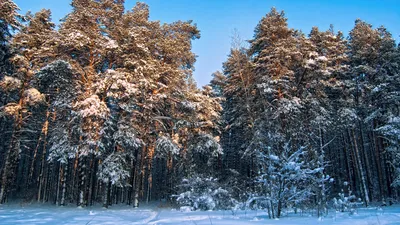 Сосновый лес зимний пейзаж лесозаготовка древесины Stock Photo | Adobe Stock