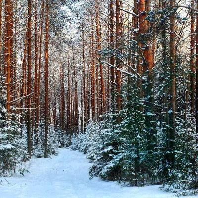 Сосновый бор зимой. — Фото №134231