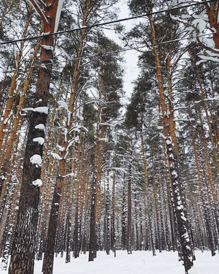 Сосновый лес зимой UHD wallpaper | IWphoto.ru