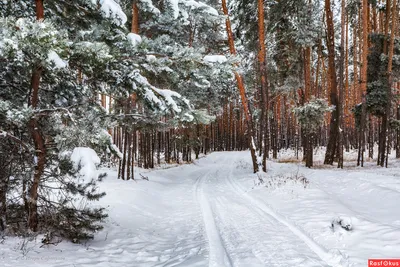 Чаща соснового леса зимой. :: Оксана Волченкова – Социальная сеть ФотоКто