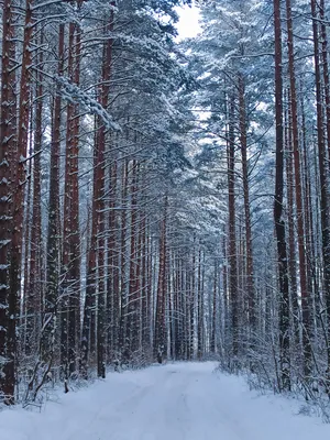 Сосновый лес зимой. Высокие красивые…» — создано в Шедевруме