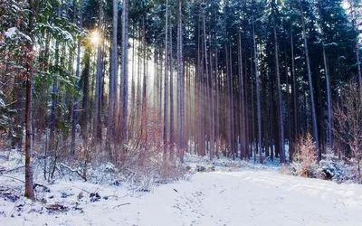 Хвойный лес зимой (65 фото) - 65 фото
