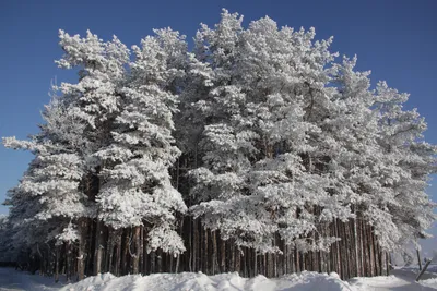 Зимний сосновый лес. Stock Photo | Adobe Stock