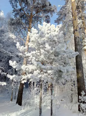 Фотография Зимний сосновый лес, Подмосковье, Россия | Фотобанк  ГеоФото/GeoPhoto | GetImages Group