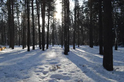 Зимний сосновый лес со снегом на …» — создано в Шедевруме