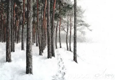 Зима Природа Сосновый Лес - Бесплатное фото на Pixabay - Pixabay