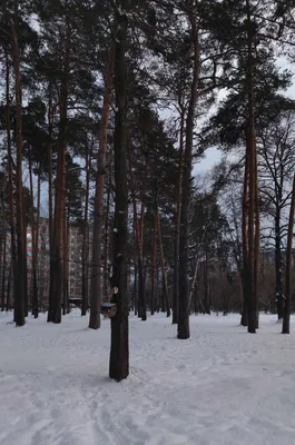 Файл:Сосновый лес Дзержинска зимой.jpg — Путеводитель Викигид Wikivoyage