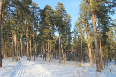 Красив зимой сосновый лес! (Светлана Патрушева-Чабулова) / Стихи.ру