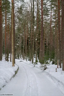 сосновый лес, зима стоковое изображение. изображение насчитывающей россия -  131099751