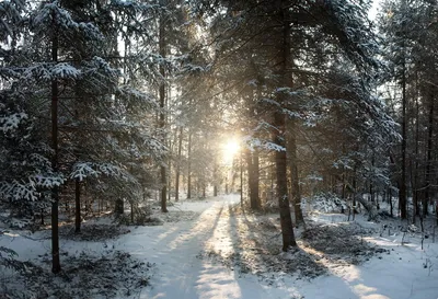 Обожаю прозрачный зимний сосновый лес! :: Зинаида Каширина – Социальная  сеть ФотоКто
