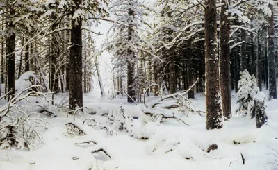 ПКиО «Сосновый бор» Новосибирска зимой