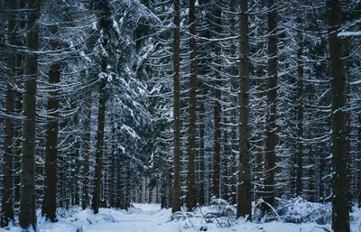 Сосновый Лес Зимой — стоковые фотографии и другие картинки Без людей - Без  людей, Горизонтальный, День - iStock