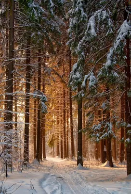 Сосновый зимний лес | Пикабу