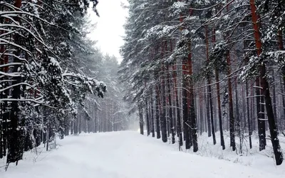 картинки : дорожка, снег, зима, небо, след, хобот, Сосновый, Вечнозеленый,  Хвойное дерево, Деревьями, Роща, Лесистая местность, Лиственница,  Экосистемный, Замораживание, Государственный парк, Биома, Сосновая семья,  Старый растущий лес, Древесное ...