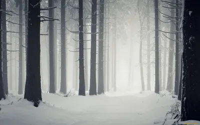 Снежный сосновый лес.