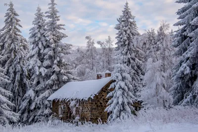 Красивые сосны зимой, сосновый лес, Beautiful pine trees in winter, pine  forest - YouTube