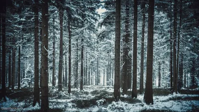 Картинка Сосновый лес зимой » Зима картинки скачать бесплатно (289 фото) -  Картинки 24 » Картинки 24 - скачать картинки бесплатно