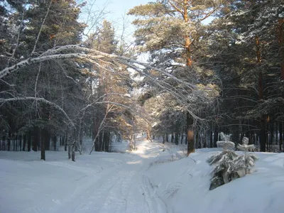 Зимний вечер / Сосновый лес ,Подмосковье