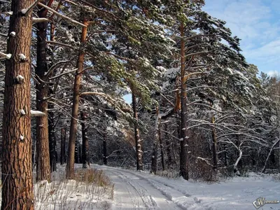 сосновый зимний лес-ОБОИ- на рабочий стол-Зима бесплатно
