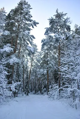 Зима в Сосновом лесу / Подмосковье