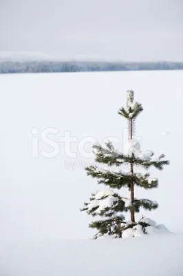 Сосны в снегу фотографии