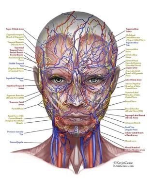 Инфографика. Сосуды лица | Nervo facial, Músculos do rosto, Anatomia e  fisiologia humana