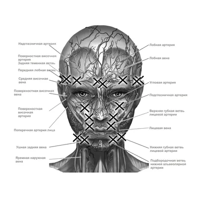 О кровоснабжении губ